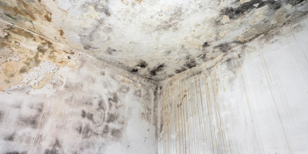 Pintar Fachadas de Casas Unifamiliares / Chalets San Sebastián de los Reyes · Pintura Antihumedad / Antimoho para Humedades / Moho